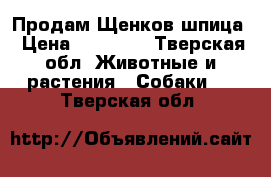 Продам Щенков шпица › Цена ­ 15 000 - Тверская обл. Животные и растения » Собаки   . Тверская обл.